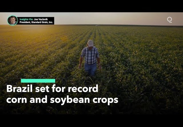 Brazil’s Farmers Set for Corn and Soybean Crop Records