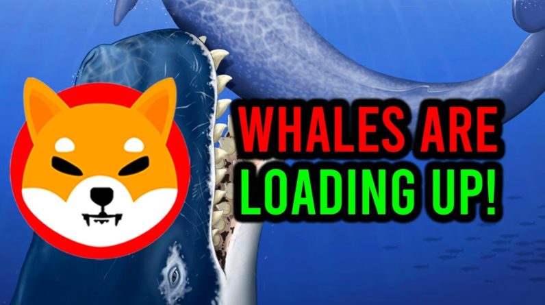 BREAKING: LEAKED DATA SHOWS THAT SHIBA INU WHALES ARE BUYING BIG TIME!!